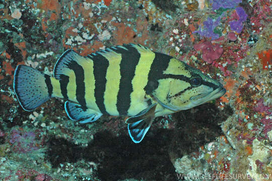 Image of Yellowbanded perch