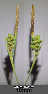 Image of carnation sedge