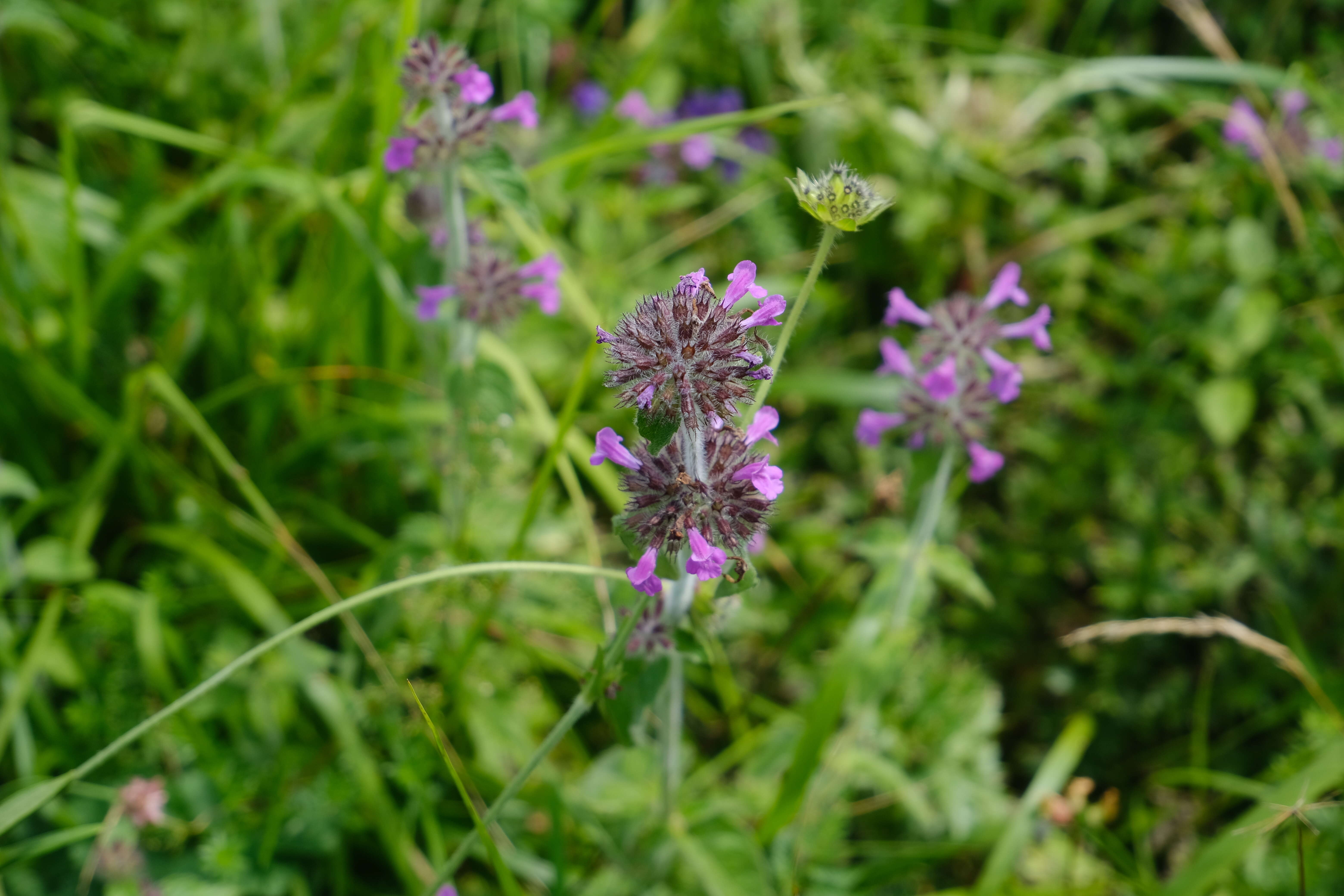 Image of wild basil