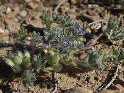 Imagem de Lupinus brevicaulis S. Watson