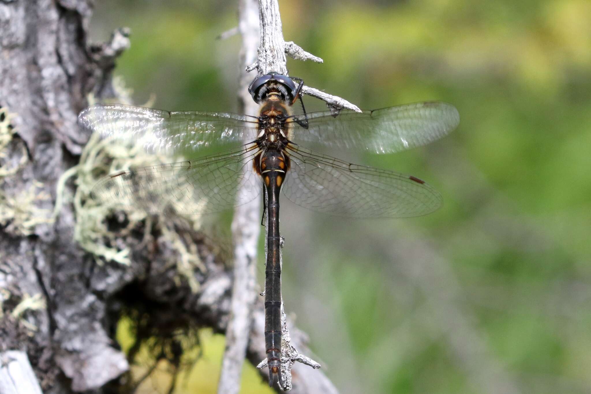 Image of Delicate Emerald