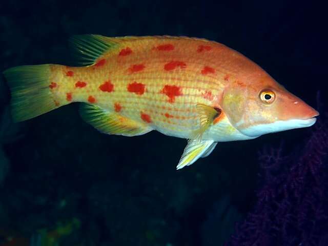 Image of Hogfish