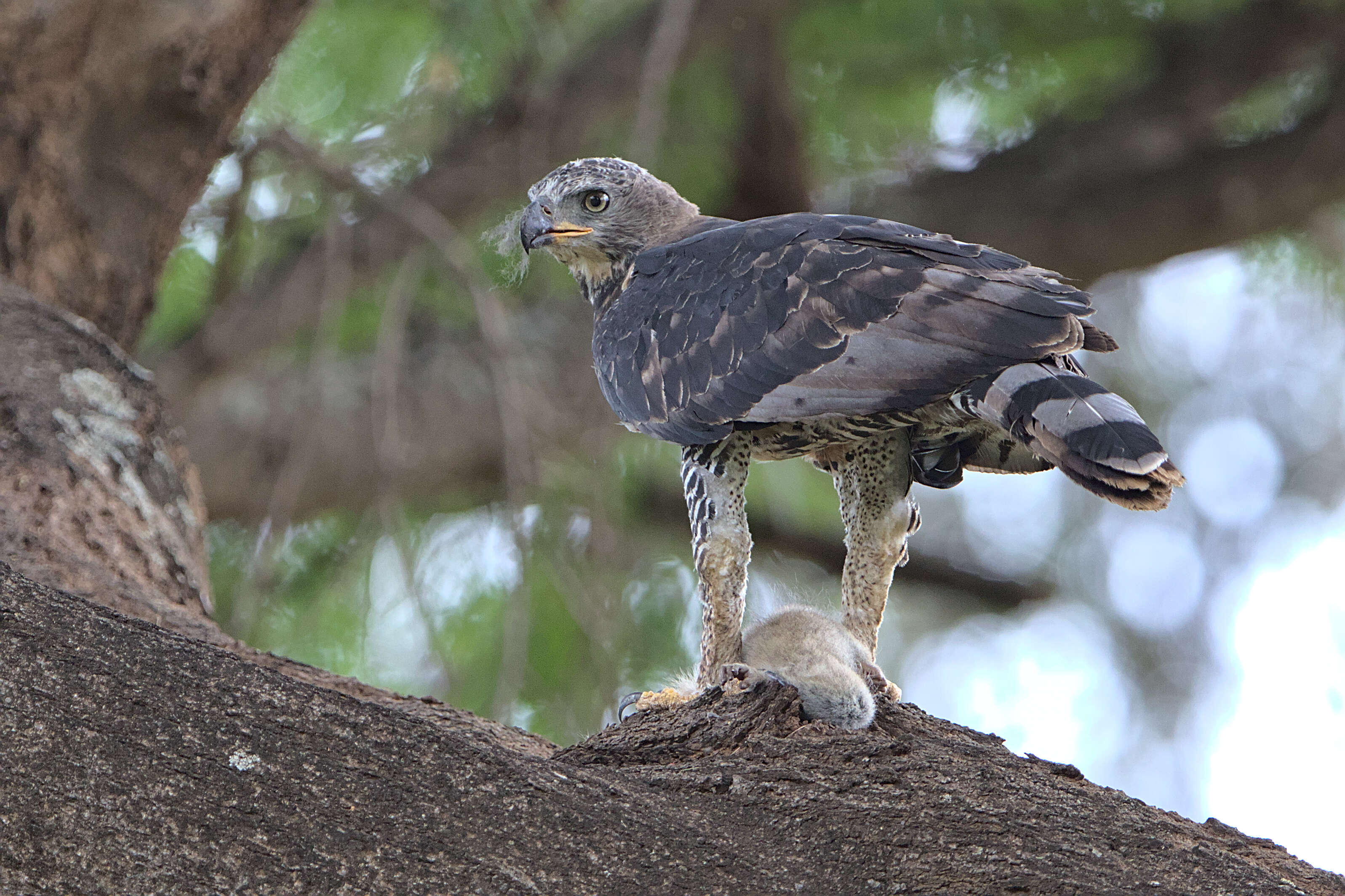 Image of Stephanoaetus Sclater & WL 1922