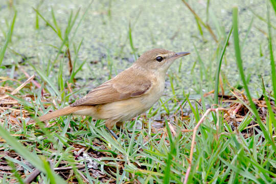 Image of Australian Reed Warbler