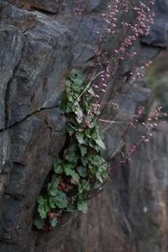 Image of Laguna Mountain alumroot