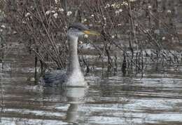 Image of Red-necked Grebe