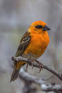 Image of Madagascar Red Fody