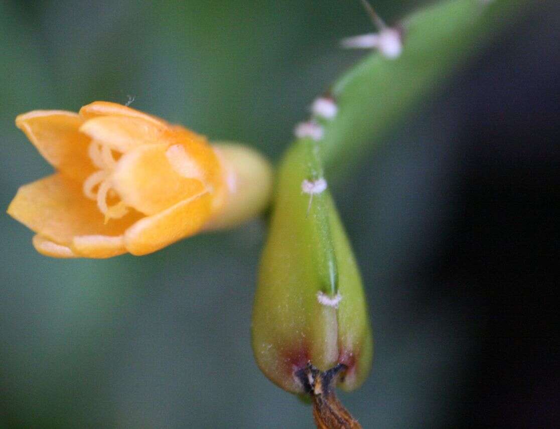 Image of Pfeiffera monacantha (Griseb.) P. V. Heath