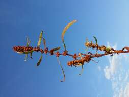 Rumex palustris Sm. resmi