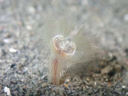 Image of large green phoronid