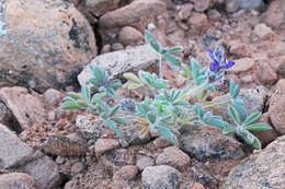 Image of shortstem lupine