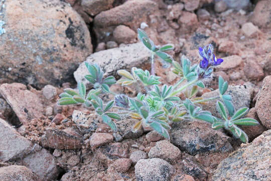 Imagem de Lupinus brevicaulis S. Watson