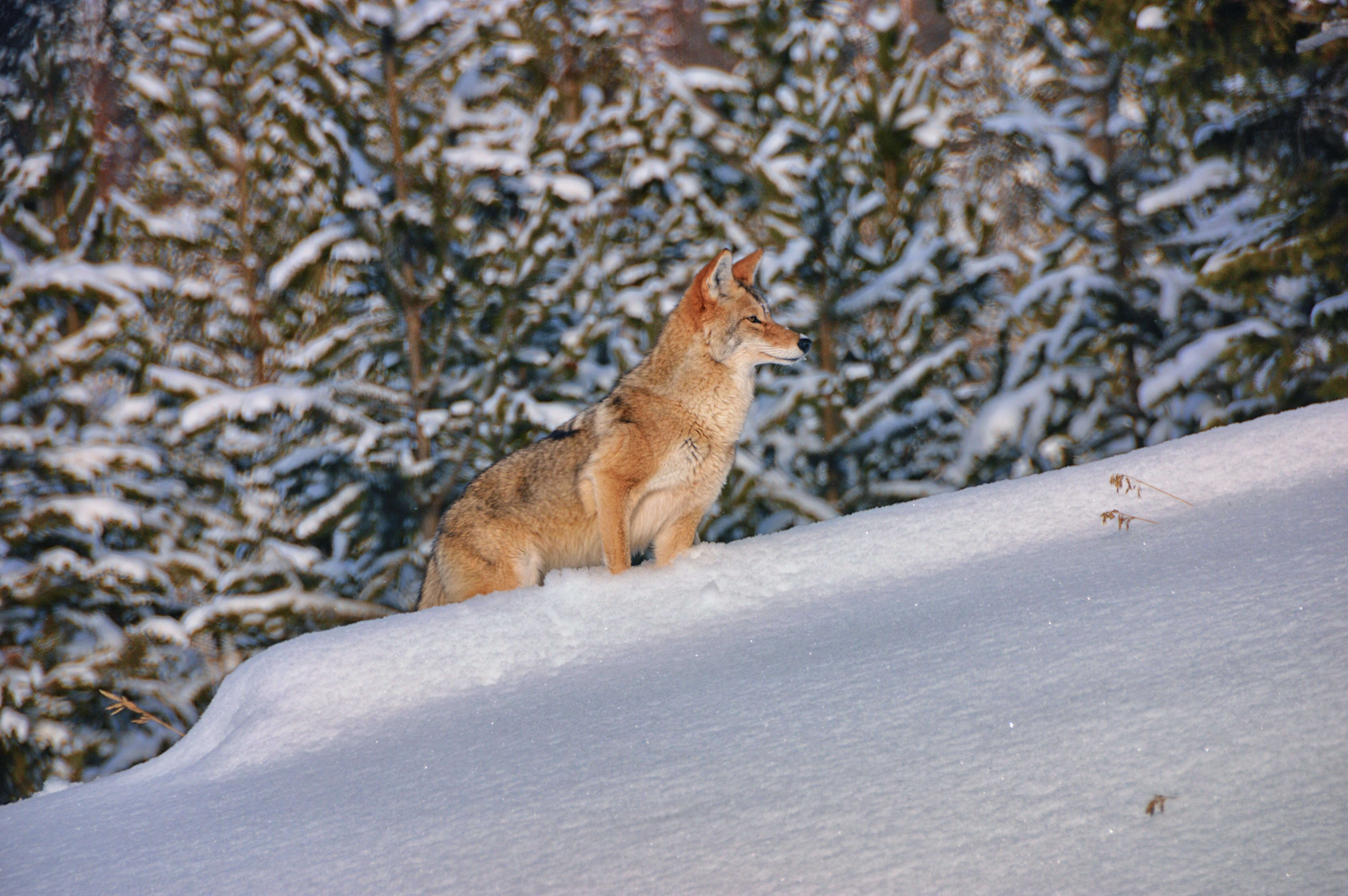 Image of American jackal