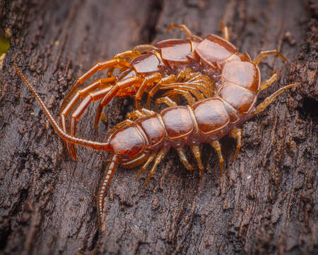 Image of Stone Centipedes