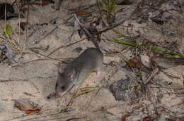 Image of long-tailed pouched rat