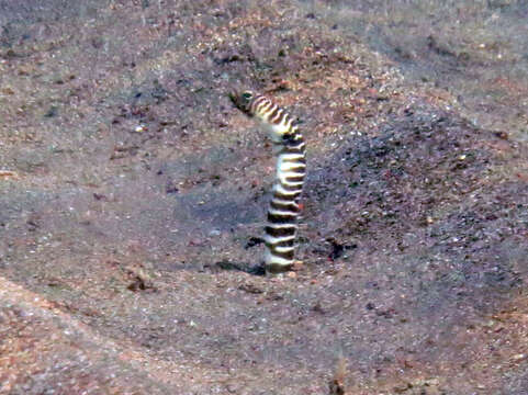 Image of garden eel