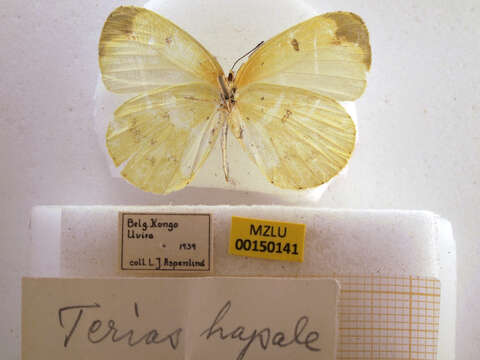 Imagem de Eurema hapale (Mabille 1882)