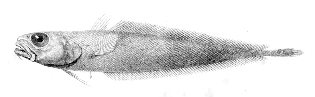 Слика од Physiculus dalwigki Kaup 1858