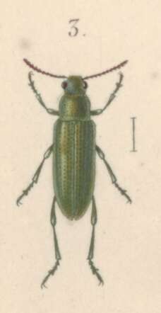 Image of Rhaebus gebleri