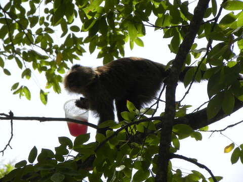 Image of Brown weeper capuchin