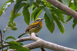 Image of Gilded Barbet