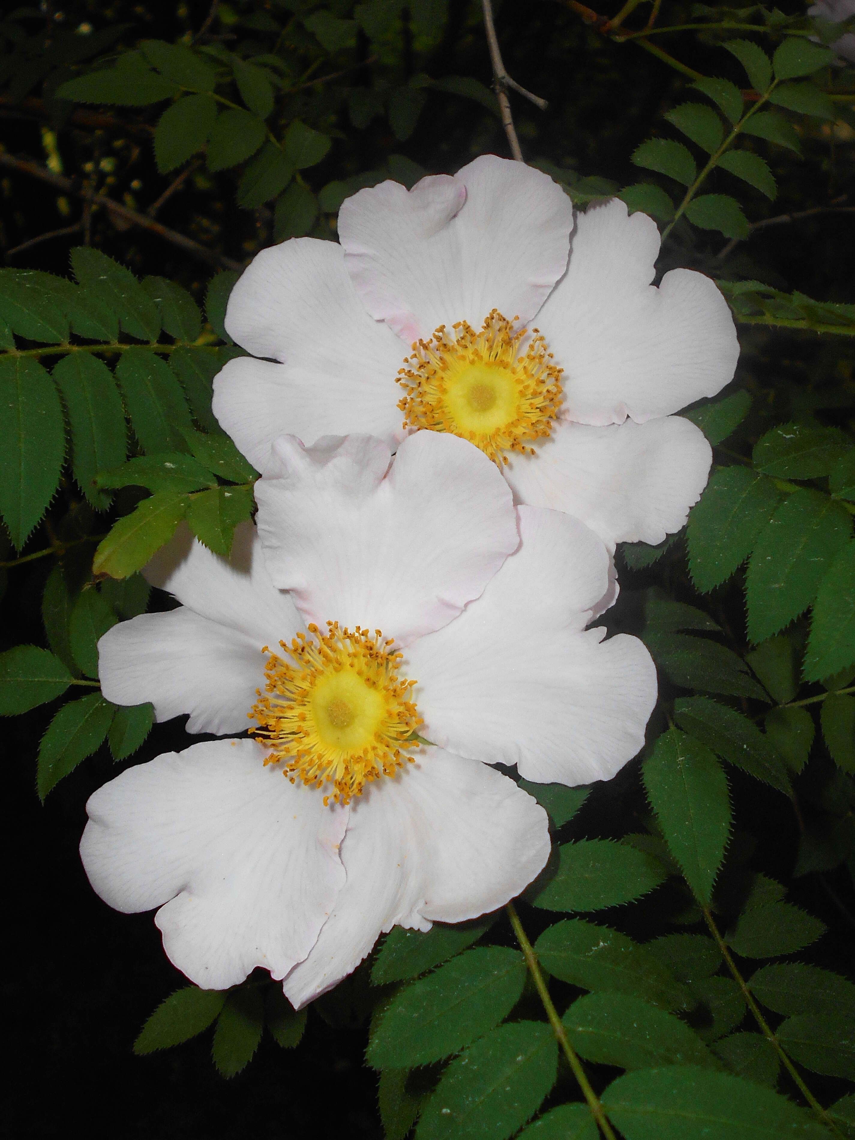 Image of chestnut rose