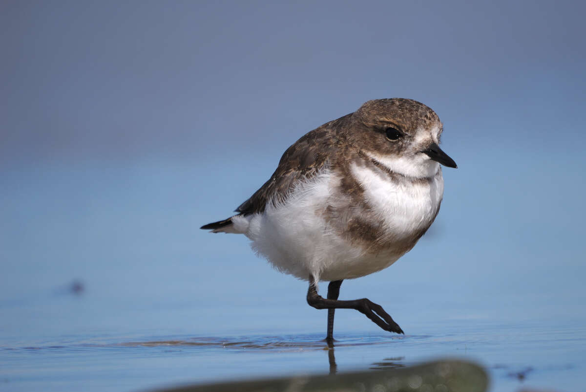 Слика од Charadrius falklandicus Latham 1790