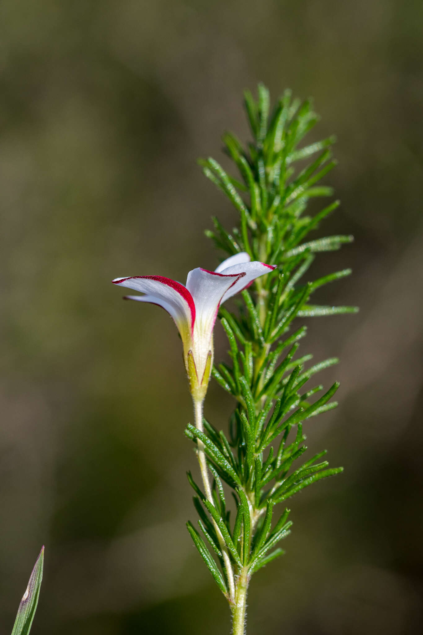 Sivun Oxalis tenuifolia Jacq. kuva