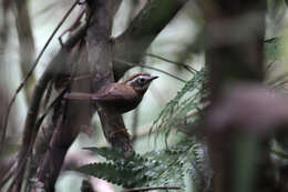 Image of Rufous-throated Fulvetta