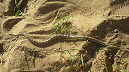 Image of Sind Longnose Sand Snake