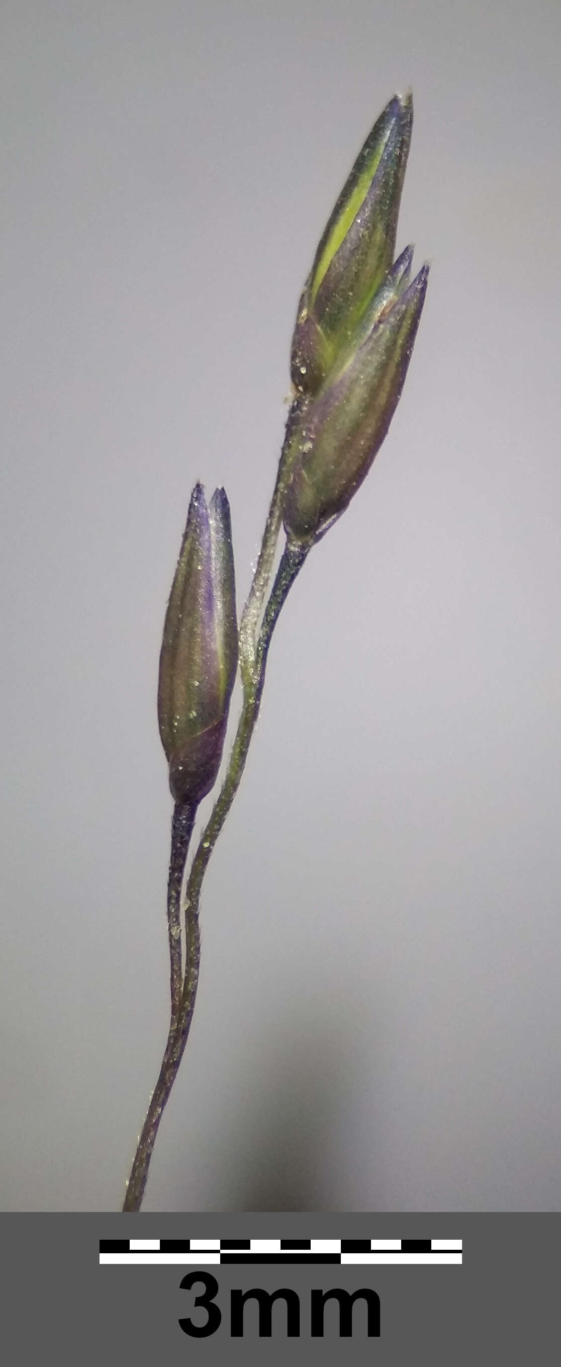 Imagem de Panicum capillare L.