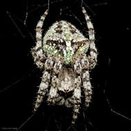 Image of Araneus andrewsi (Archer 1951)