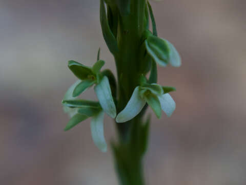 Image of elegant piperia