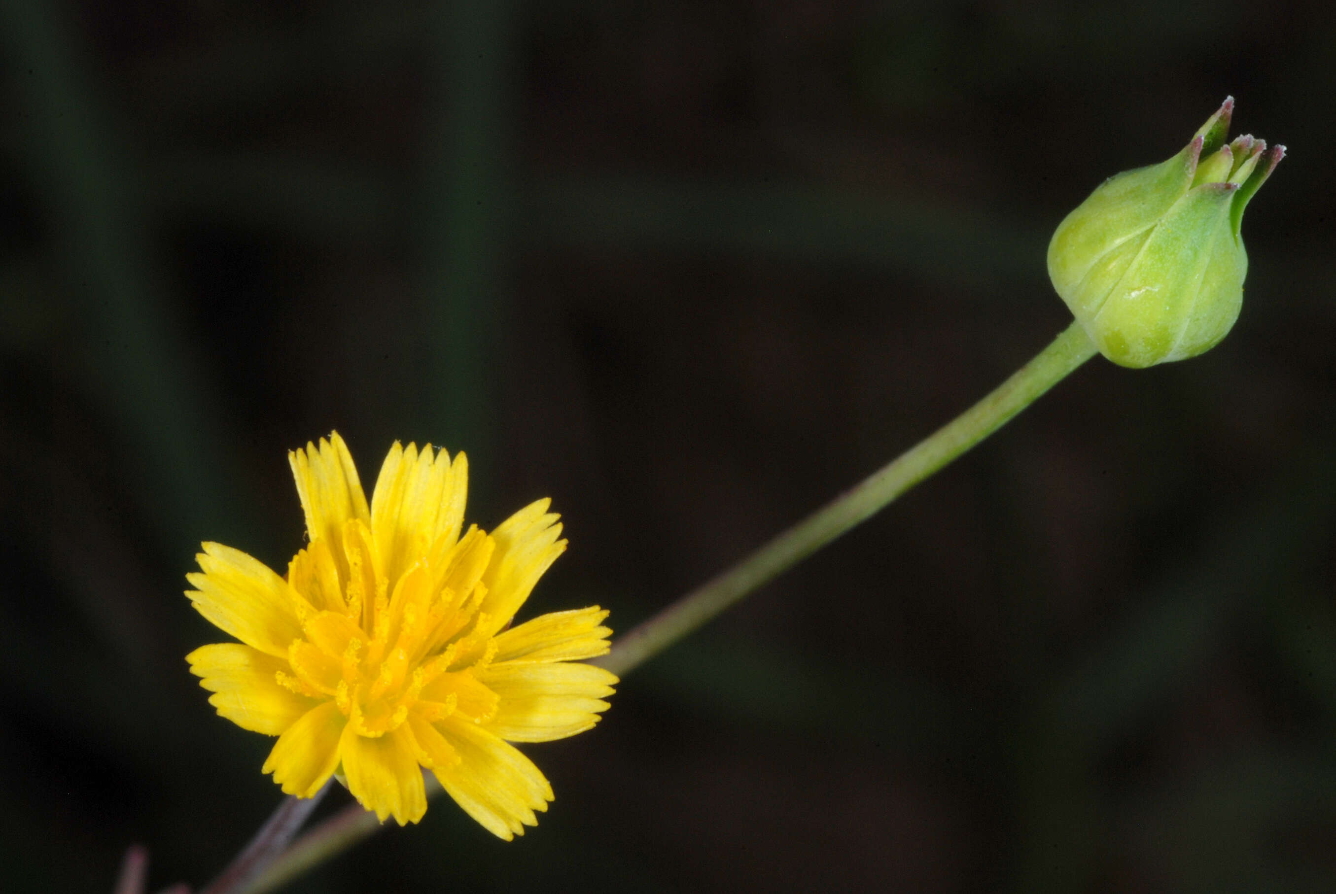 Image of Dwarf Dandelion