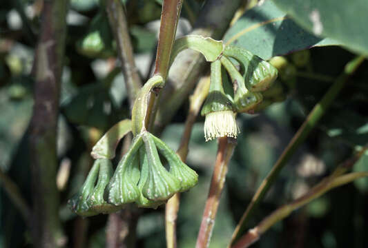 Image of Eucalyptus acies Brooker