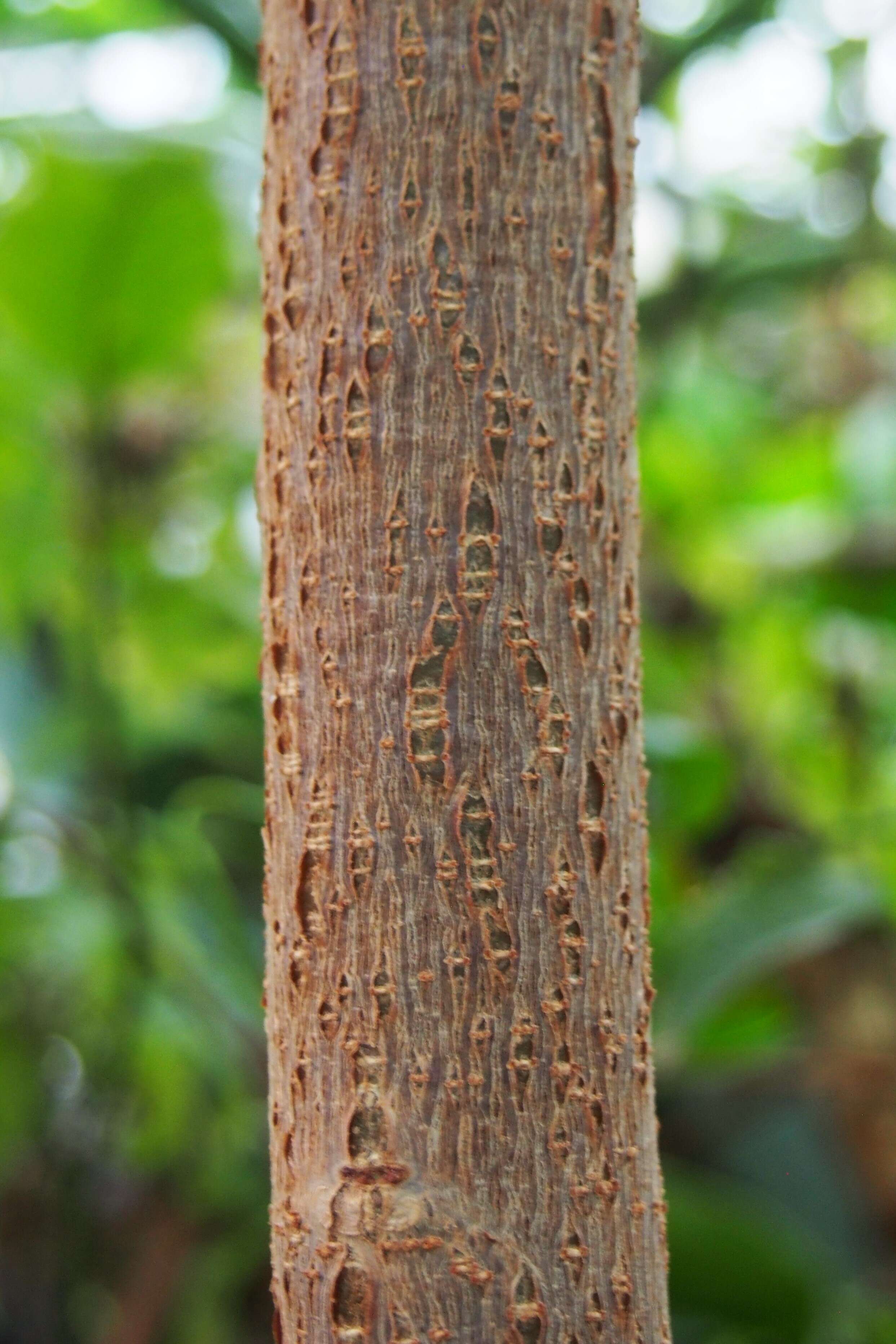 Image of cassava