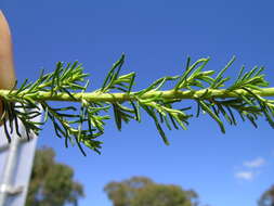 Plancia ëd Cassinia arcuata R. Br.