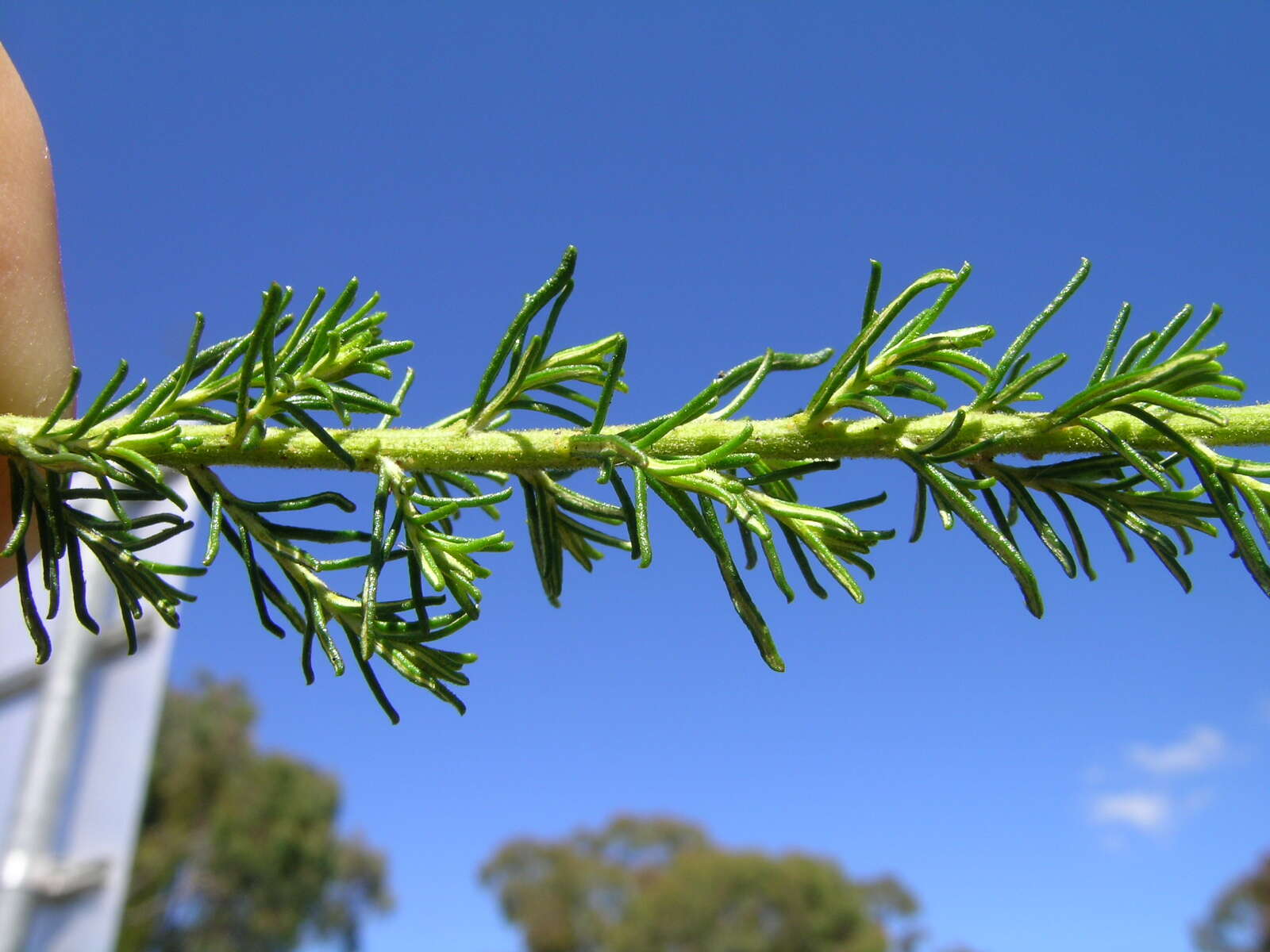 Image of Cassinia arcuata R. Br.