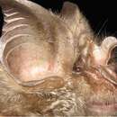 Image of Mozambican horseshoe bat