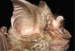 Image of Mozambican horseshoe bat