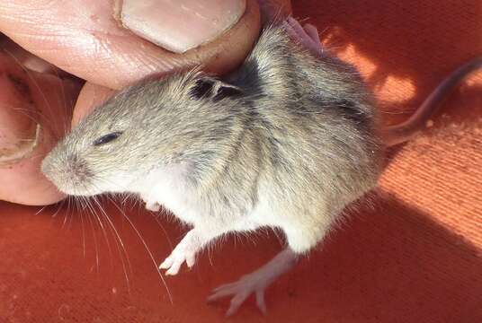 Reithrodontomys humulis (Audubon & Bachman 1841)的圖片