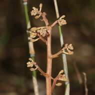 Image of Cyrtosia septentrionalis (Rchb. fil.) Garay