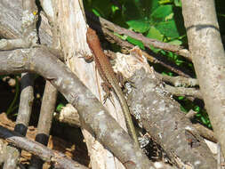 Image of Derjugin's lizard