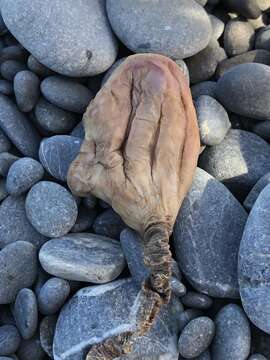 Image of New Zealand sea tulip