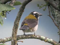 Image of Black-winged Saltator