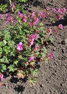 Image of Geranium albanum M. Bieb.