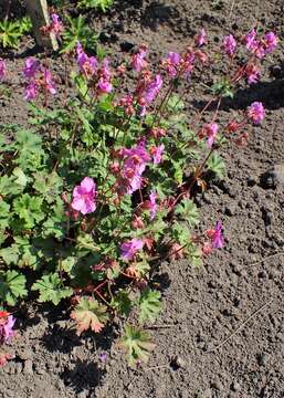 Imagem de Geranium albanum M. Bieb.