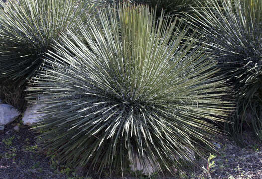 Agave geminiflora (Tagl.) Ker Gawl. resmi