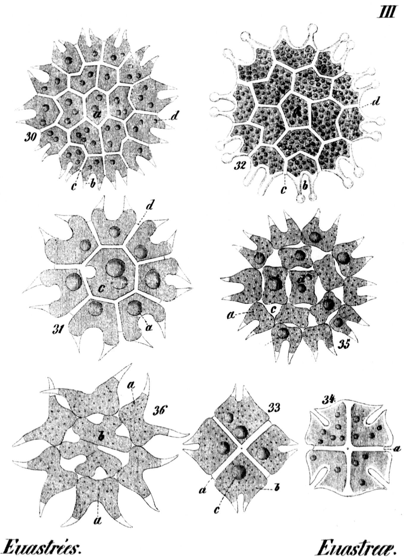 Image of Zygnemophyceae