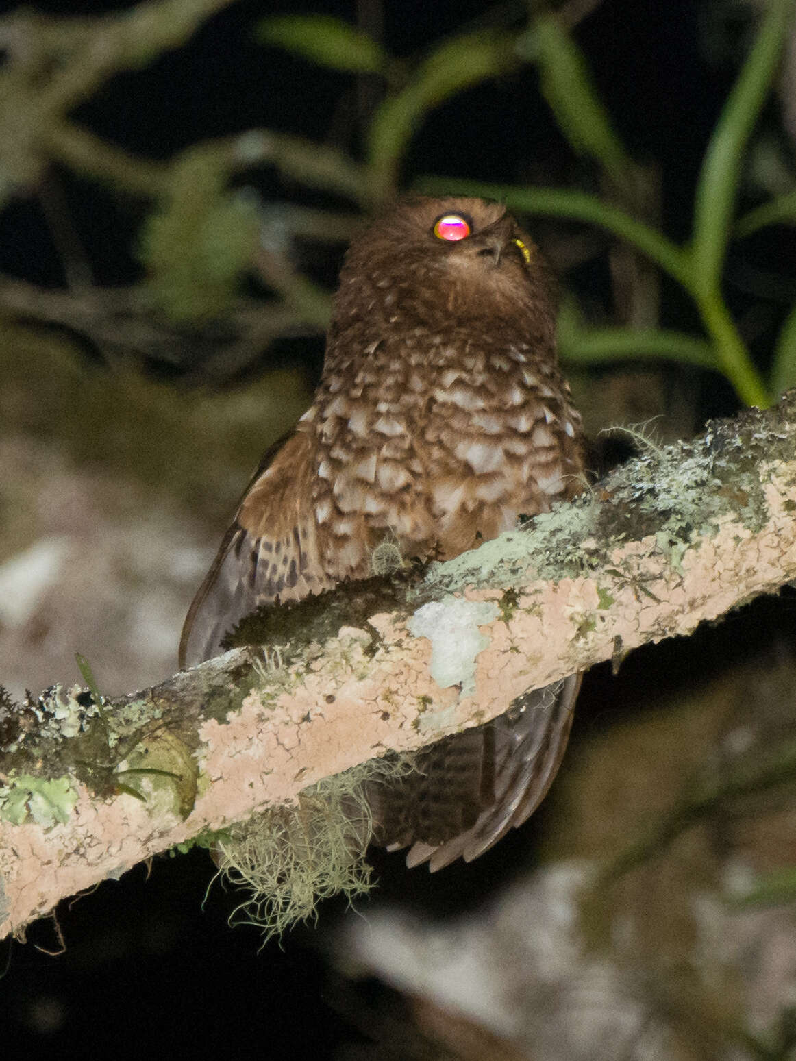 Image of Cinnabar Boobook